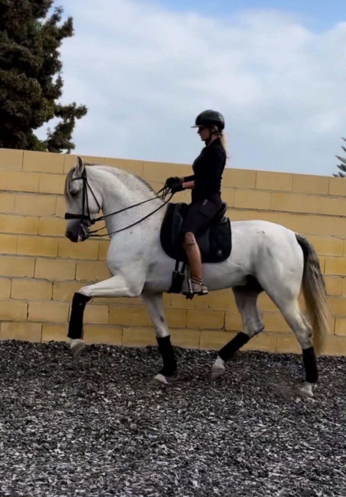 Focused arena training on a grey horse